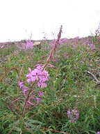 <em>Epilobium angustifolium</em>