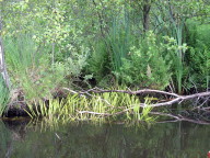 Ufer am Bikowsee